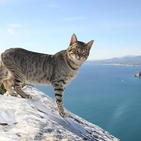 Willa Bellavista - Plusholidays Calpe